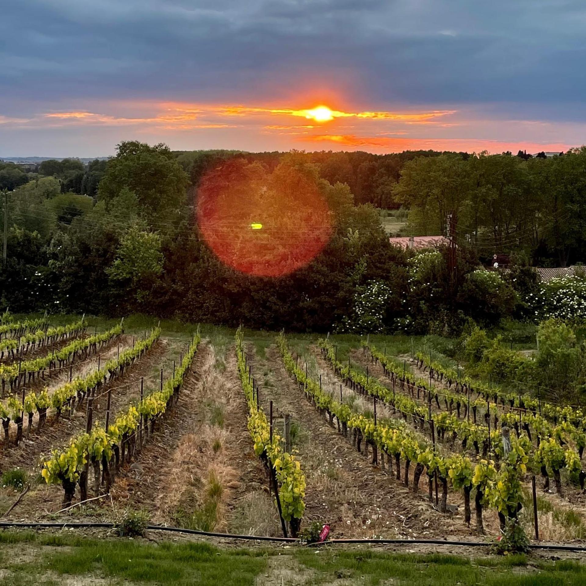 L'Ecrin De La Cite, Coeur De Vignes - Vivez Une Experience Inoubliable ! Carcassone Exterior photo